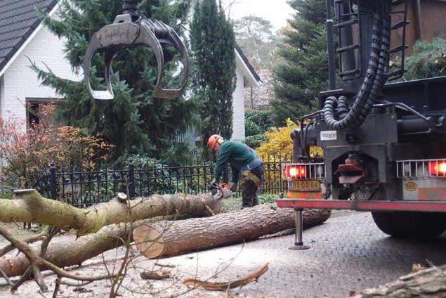 Bomen rooien Eindhoven verwijderen van bomen en stronken frezen 